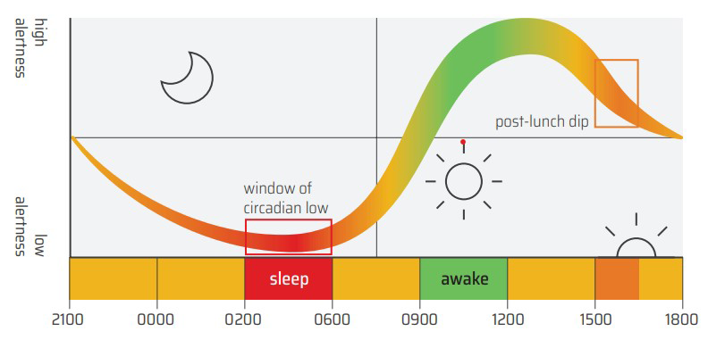 Figure 1: A graph showing the window of circadian low occurs between 0200 and 0600, and a circadian high happens between 0900 and 1200. This is followed by a dip in alertness after lunch between 1500 and 1800.