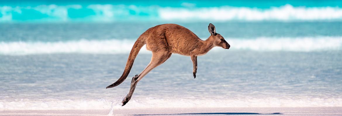 A kangaroo bouncing along the beach