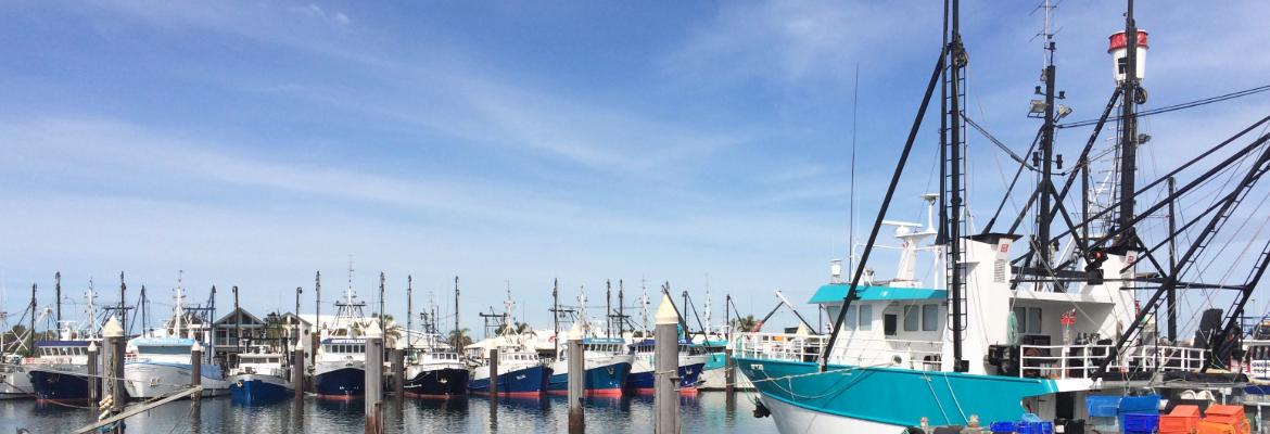 Boats in a marina